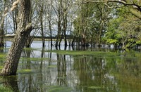 Biesbosch