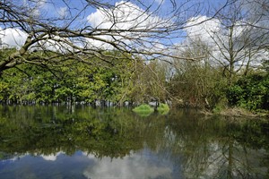 Biesbosch