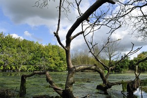 Biesbosch