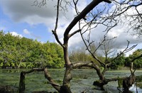 Biesbosch