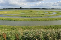 Biesbosch