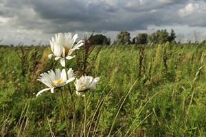 Biesbosch