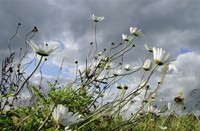 Biesbosch