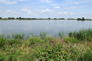 Biesbosch