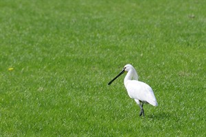 Lepelaar - Lauwersmeer