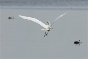 Zilverreiger - Lauwersmeer