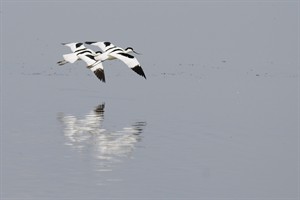 Kluten - Lauwersmeer