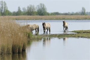 Knikspaarden - Lauwersmeer