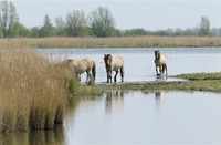 Knikspaarden - Lauwersmeer, Nationaal Park Lauwersmeer