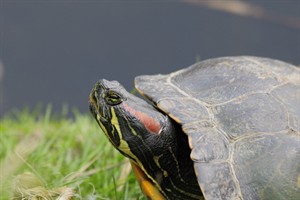 Lauwersmeer