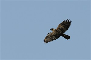 Lauwersmeer