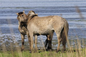 Konikspaarden - Lauwersmeer