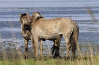 Konikspaarden - Lauwersmeer, Nationaal Park Lauwersmeer