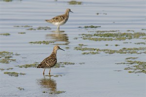 Lauwersmeer