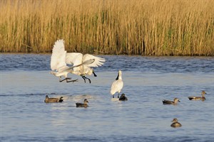 Lepelaars - Lauwersmeer