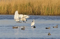 Lepelaars - Lauwersmeer, Nationaal Park Lauwersmeer