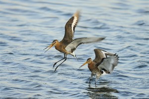 Gruttos - Lauwersmeer