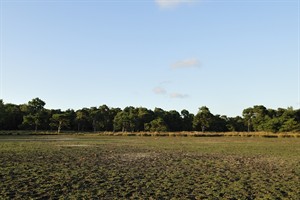 Strijbeekse heide