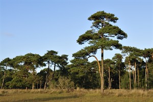 Strijbeekse heide