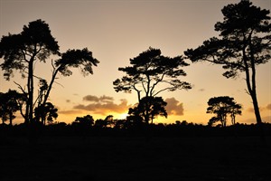 Strijbeekse heide