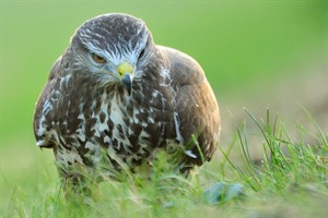 Buizerd