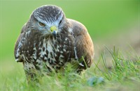 Buizerd