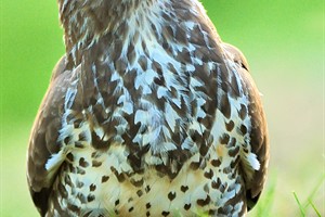 Buizerd