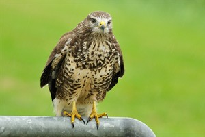 Buizerd