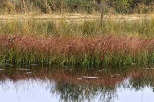 Bargerveen