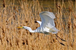 Zilverreiger - Oostvaarderplassen