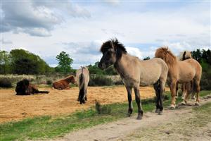 Koniks Paarden