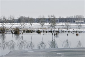 Biesbosch