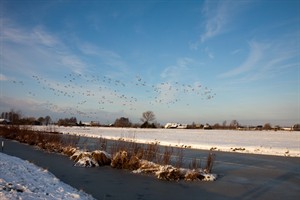 Trekvogels