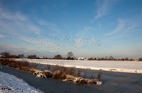 Trekvogels, Natuurgebied Loetbos, Mazhar Uzun