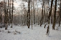 Bos, Natuurgebied Loetbos, Mazhar Uzun