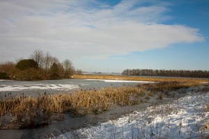 De Brabantse biesbosch