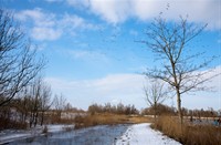 De Brabantse biesbosch