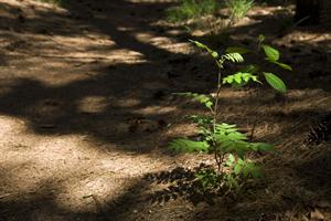 Wilde planten