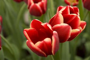 Tulpen