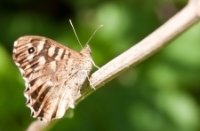 Bont zandoogje, Duinen van Oostvoorne, Mazhar Uzun