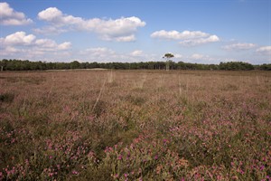 Dophei in Het Gooi