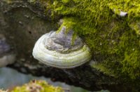 Zwam in de Oisterwijkse Bossen en Vennen, Oisterwijkse Bossen en Vennen, Zwam