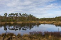 Groot Goorven, Oisterwijkse Bossen en Vennen, Ven