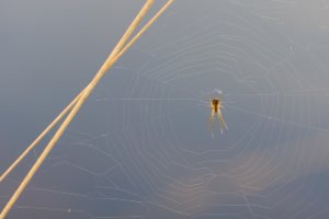 Spin bij het van Esschenven