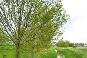 Bloemdijken van Zuid-Beveland