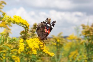 Vlinder op natuureiland