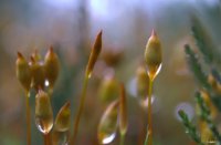 Onbekend mosje, Natuurgebied Kleine Meer, Leen Kalkman