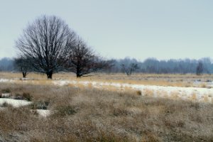 Veen landschap met boom in de sweeuw, mrt 2013