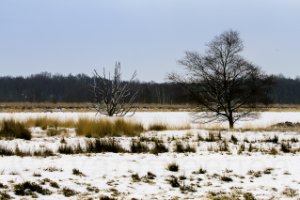 Veen landschap met  boom in de sweeuw, mrt 2013